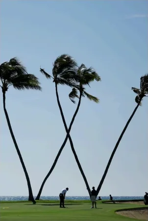 The leaning palms